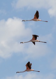 chilean flamingo