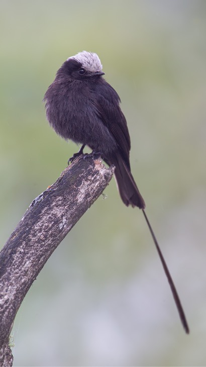 long tailed tyrant