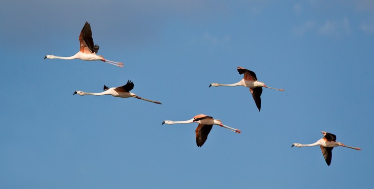 chilean flamingo