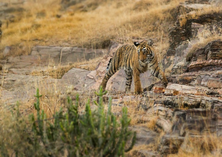 bengal tiger