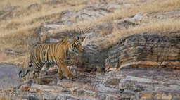 bengal tiger