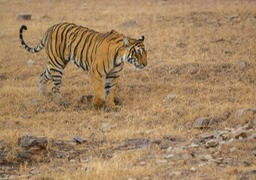 bengal tiger