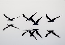 black skimmer