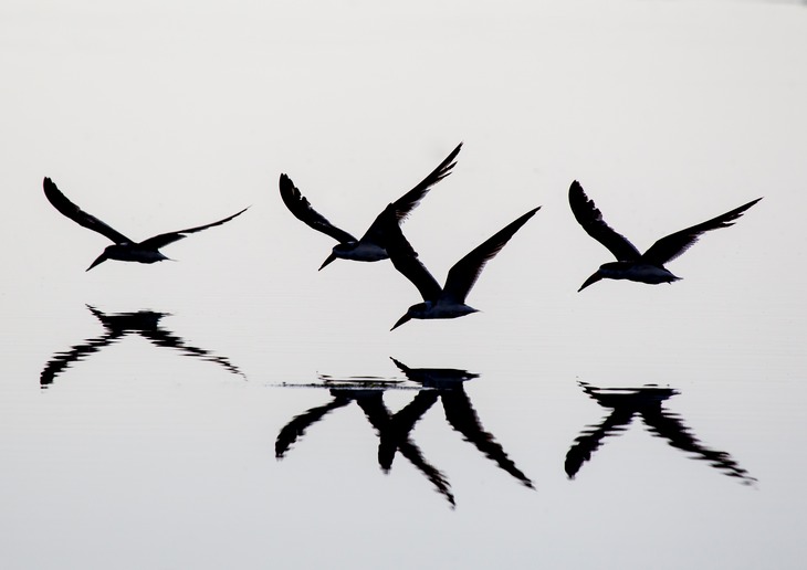 black skimmer