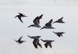 black skimmer