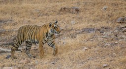 bengal tiger