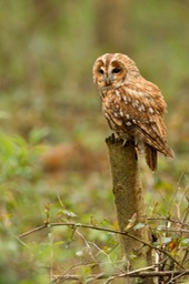 tawny owl