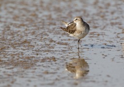 white rumped sandpiper