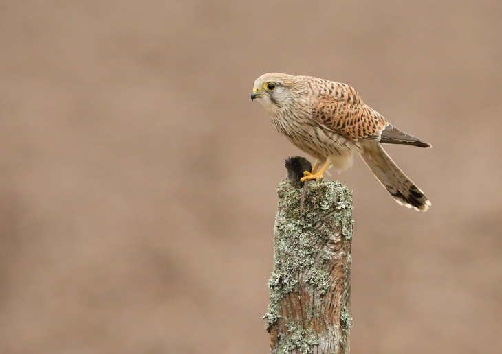 kestrel