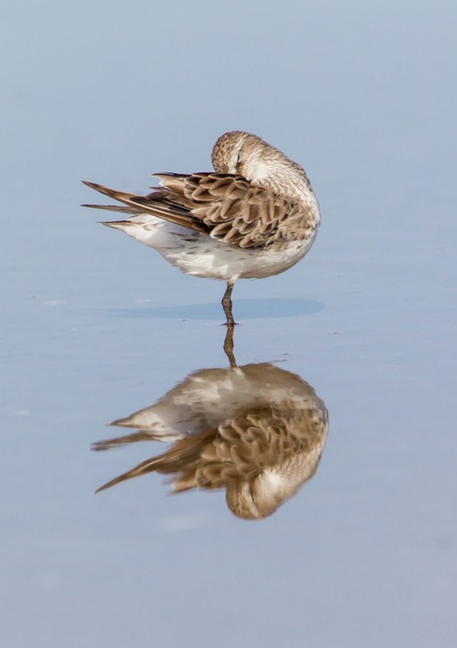 white rumped sandpiper