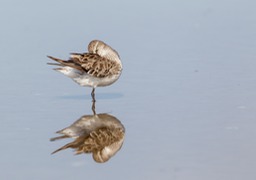 white rumped sandpiper