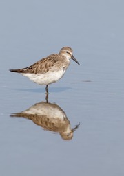 white rumped sandpiper