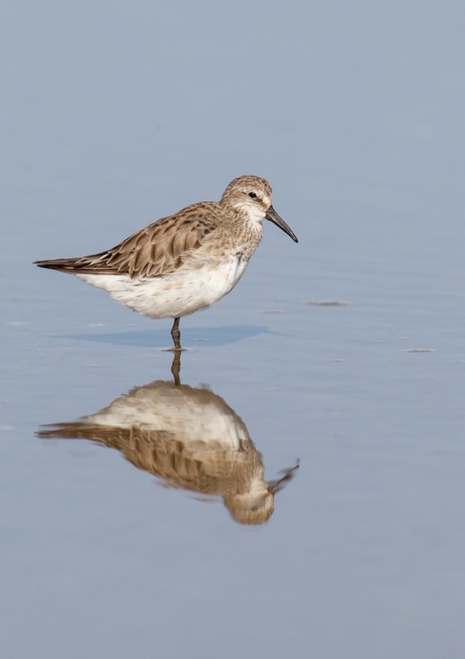 white rumped sandpiper