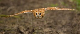 tawny owl