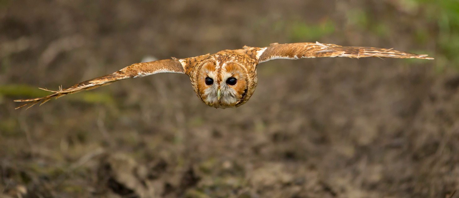 tawny owl