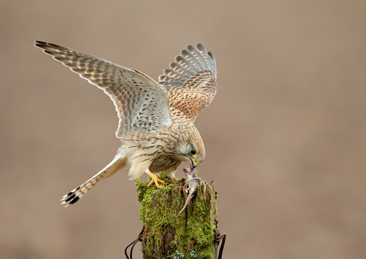 kestrel