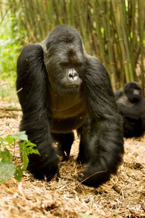 mountain gorilla