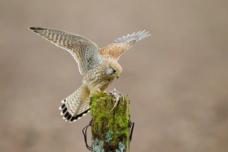 kestrel