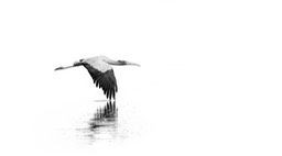 wood stork