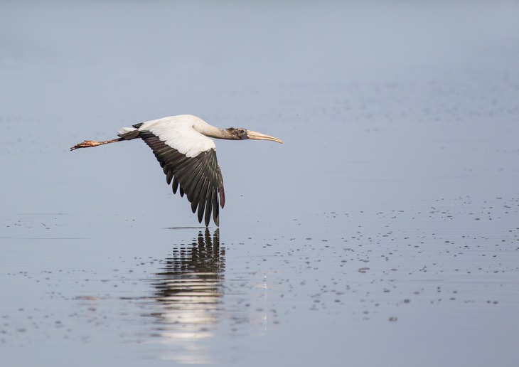 wood stork