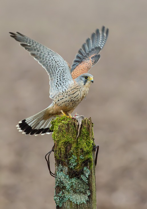 kestrel