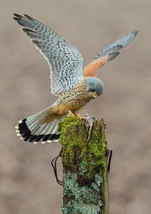 kestrel