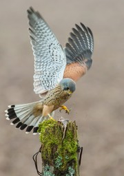 kestrel