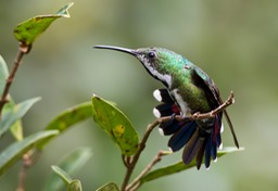 green breasted mango