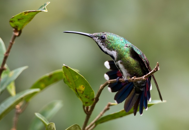 green breasted mango