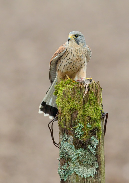 kestrel