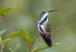 green breasted mango