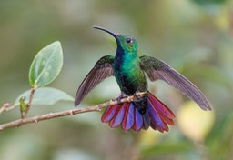 green breasted mango