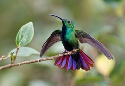 green breasted mango