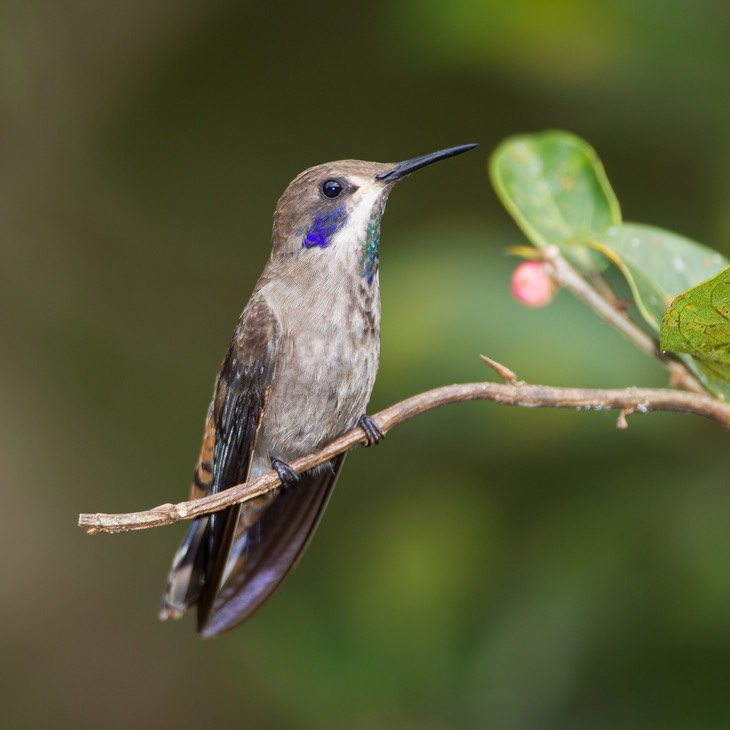 brown violetear