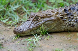 caiman