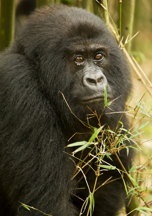 mountain gorilla