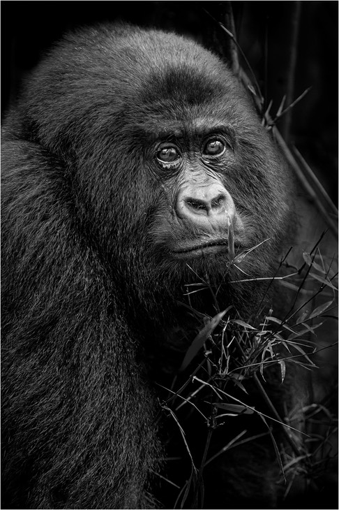 mountain gorilla