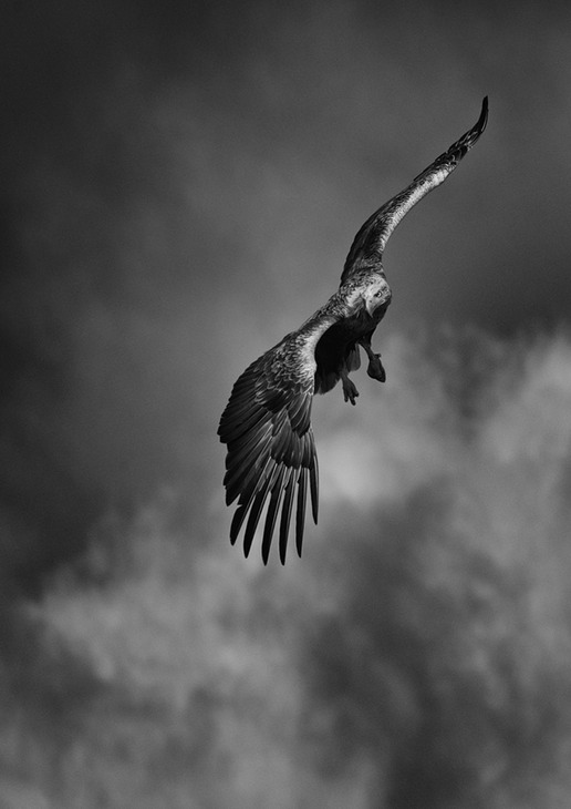 white tailed eagle