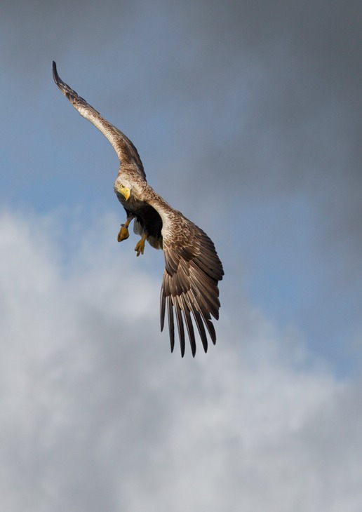 white tailed eagle