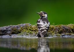 lesser spotted woodpecker