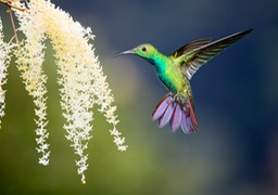 green breasted mango