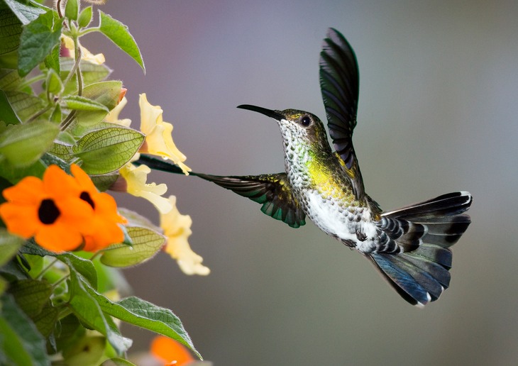 white necked jacobin