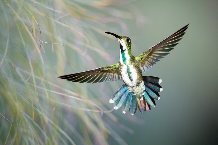 green breasted mango