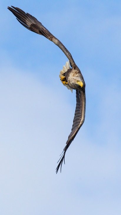 white tailed eagle