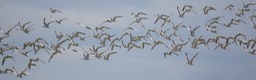 common tern