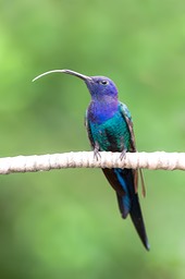 swallow tailed hummingbird