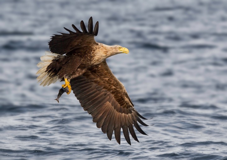 white tailed eagle