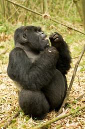 mountain gorilla