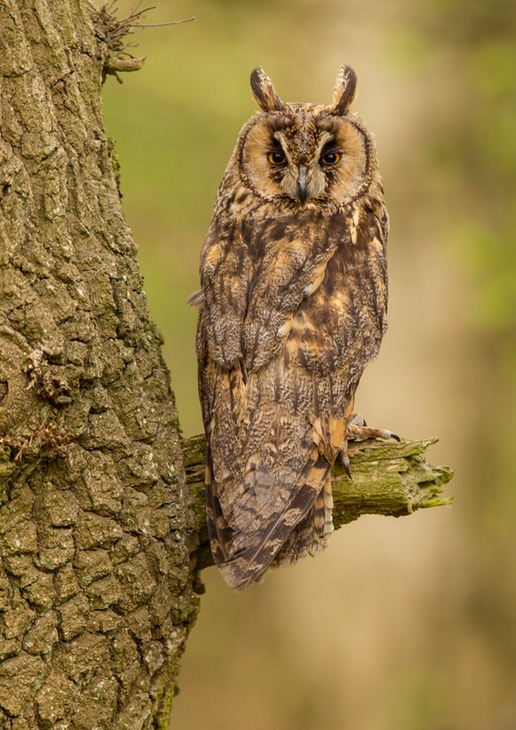 long eared owl