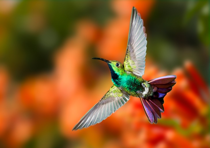 green breasted mango